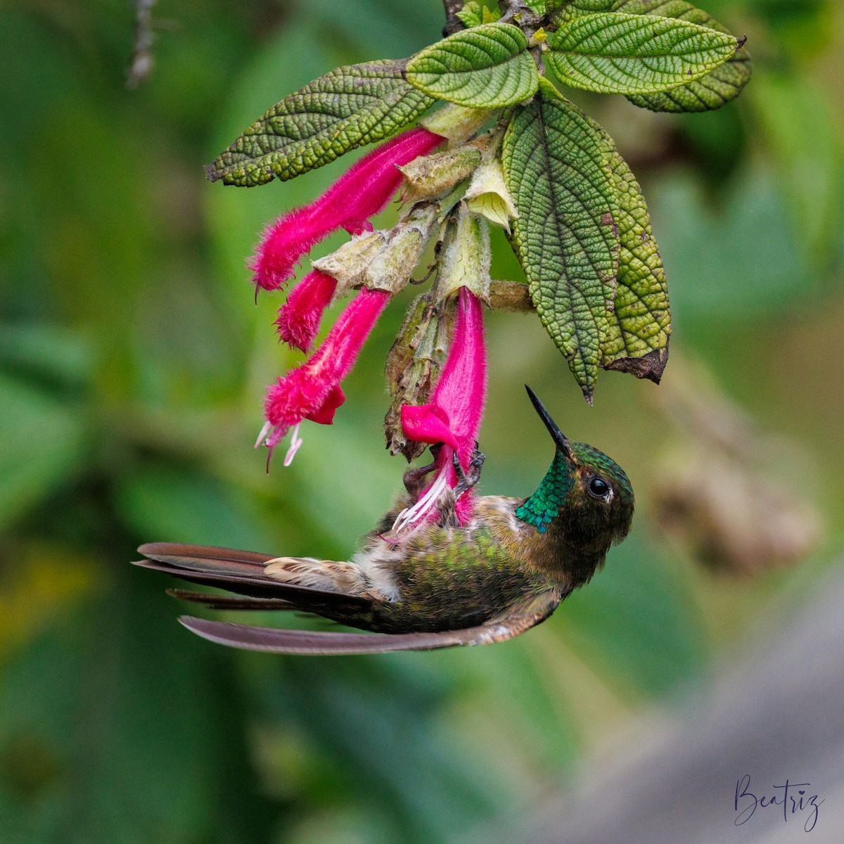 Tyrian Metaltail - ML637434742