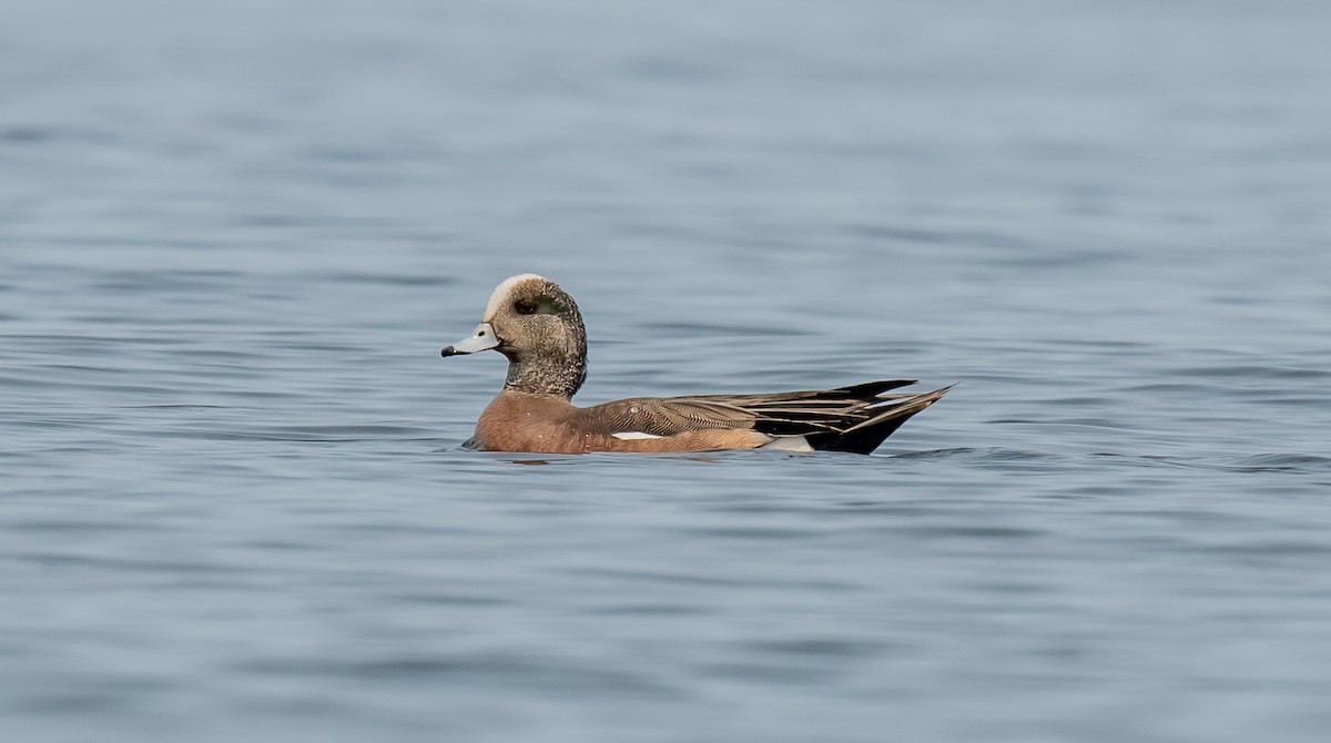 American Wigeon - ML637434845