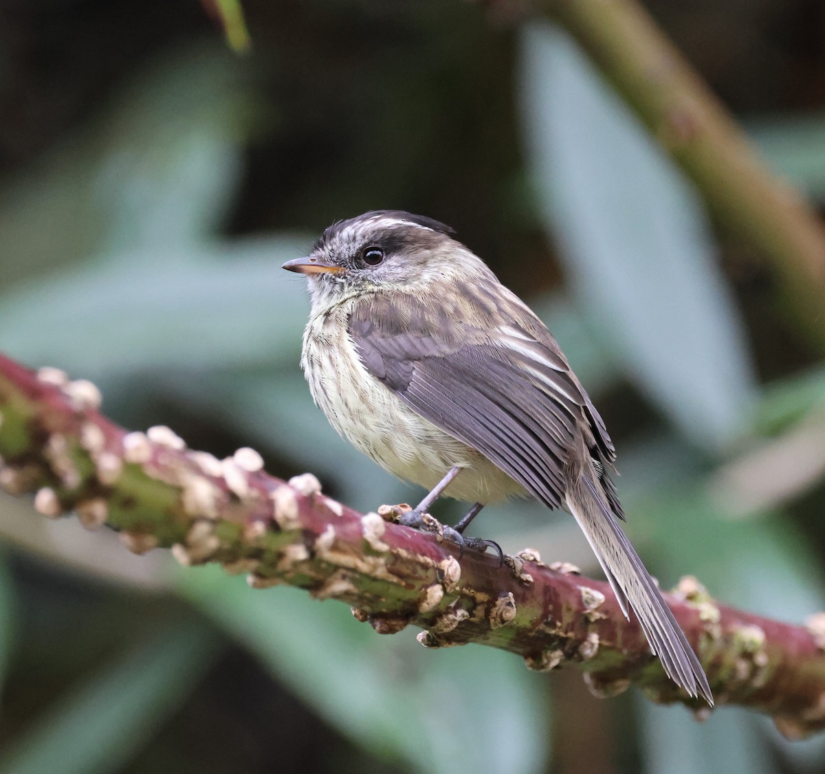 Agile Tit-Tyrant - ML637434860