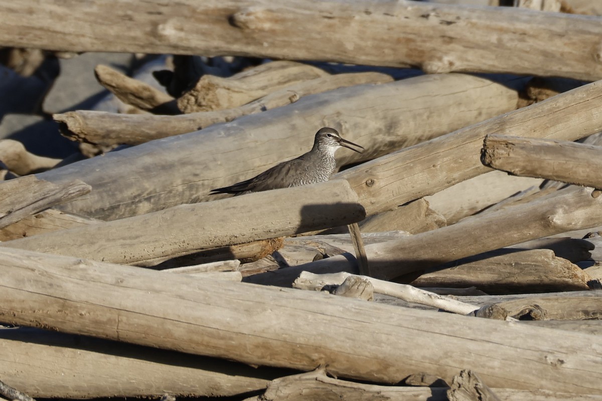 Wandering Tattler - ML637434945