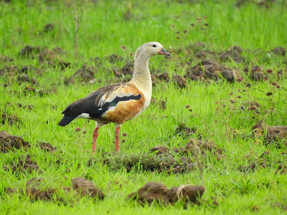 Orinoco Goose - ML637434955