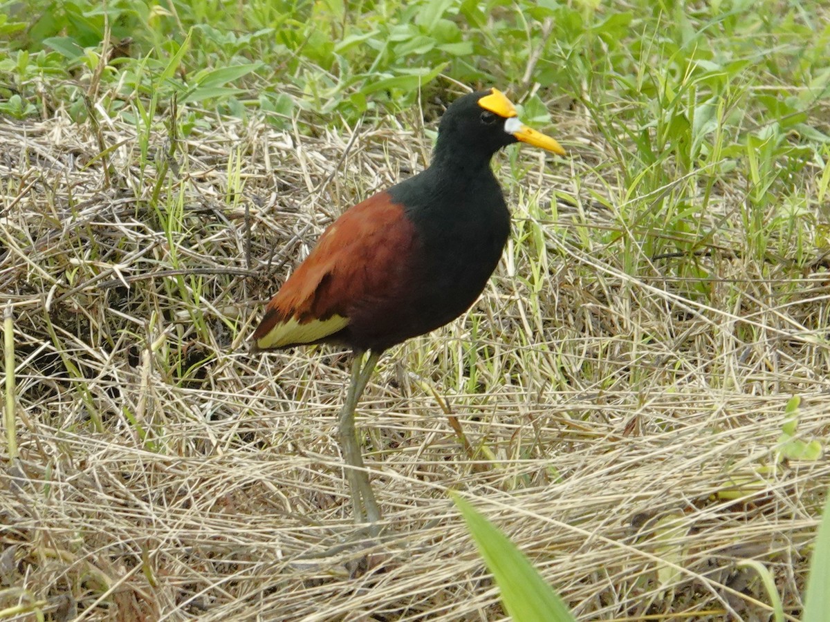 Northern Jacana - ML637435029