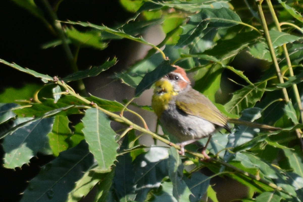Rufous-capped Warbler - ML637435055