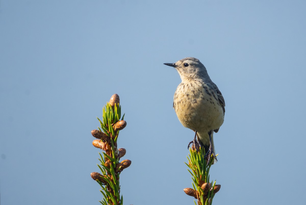 American Pipit - ML637435060