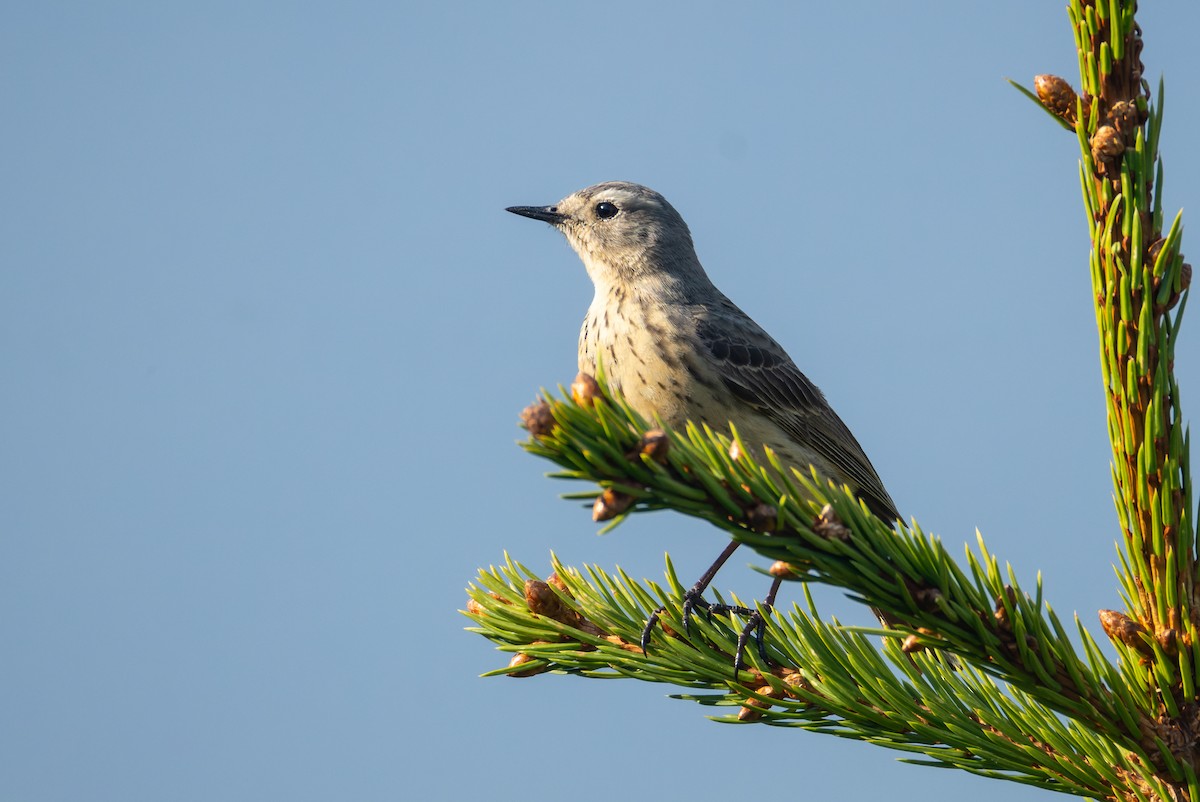 American Pipit - ML637435069