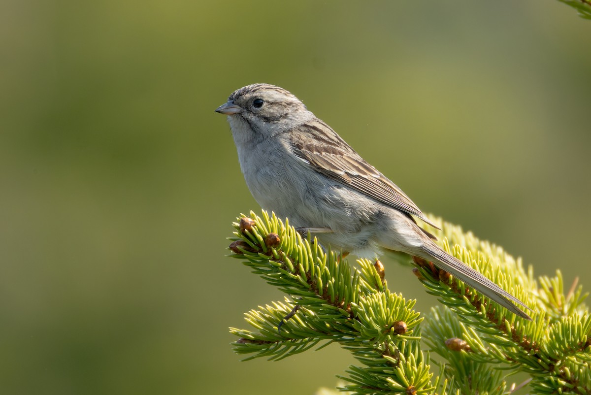 Brewer's Sparrow - ML637435089