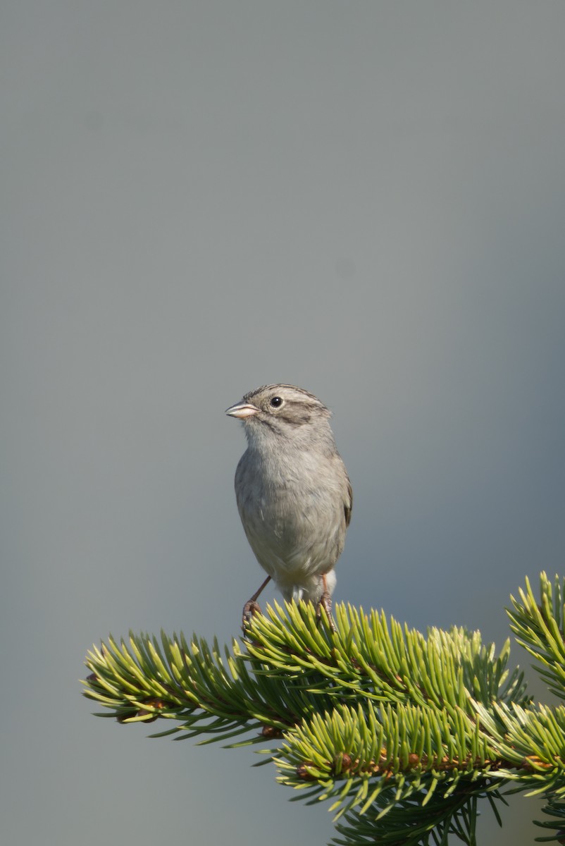 Brewer's Sparrow - ML637435099