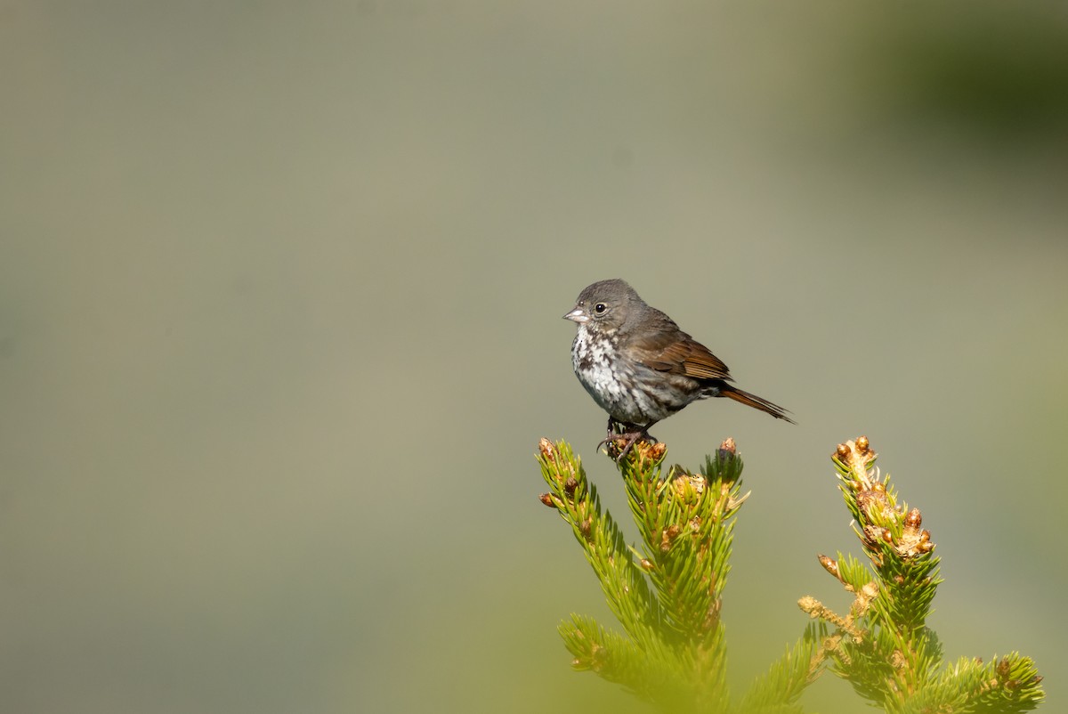 Fox Sparrow - ML637435106