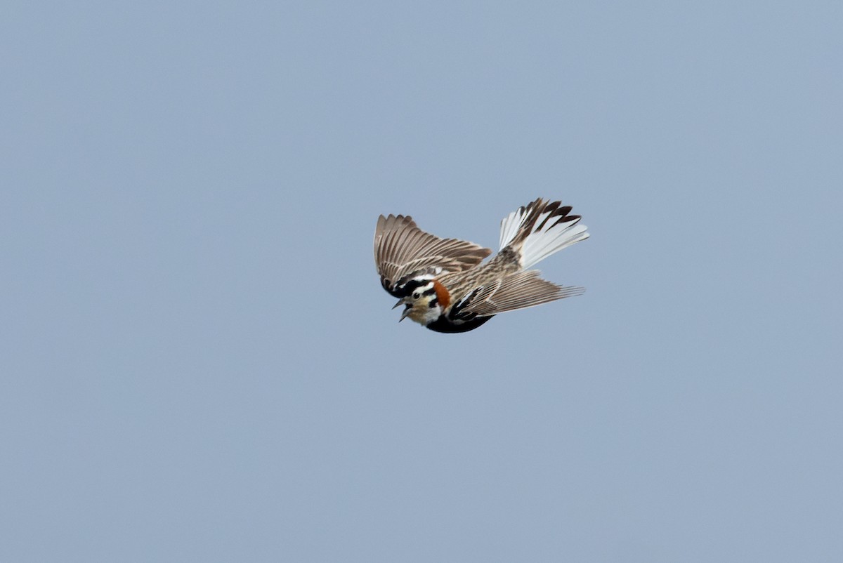 Chestnut-collared Longspur - ML637435108