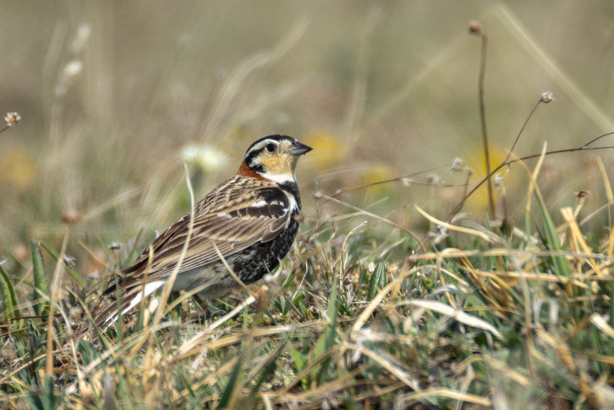 Chestnut-collared Longspur - ML637435132