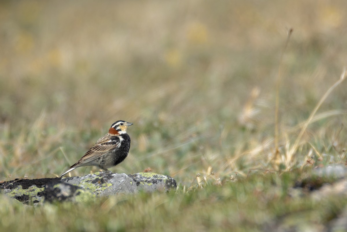 Chestnut-collared Longspur - ML637435165