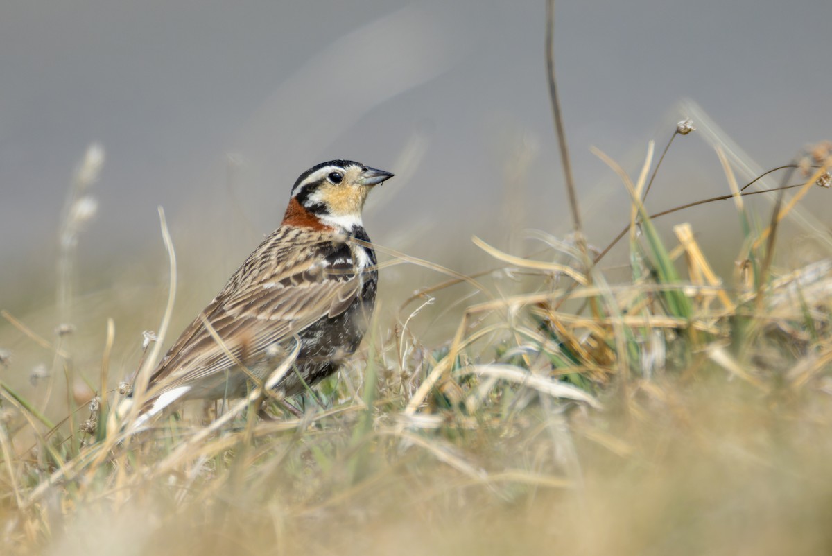 Chestnut-collared Longspur - ML637435183