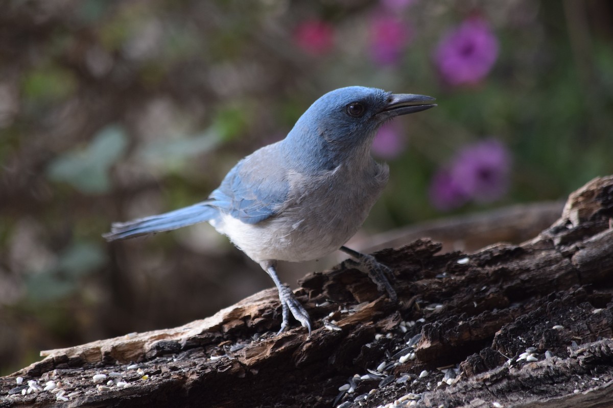 Mexican Jay - ML637435200
