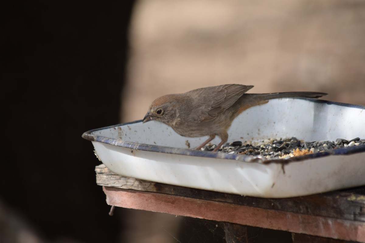 Canyon Towhee - ML637435214