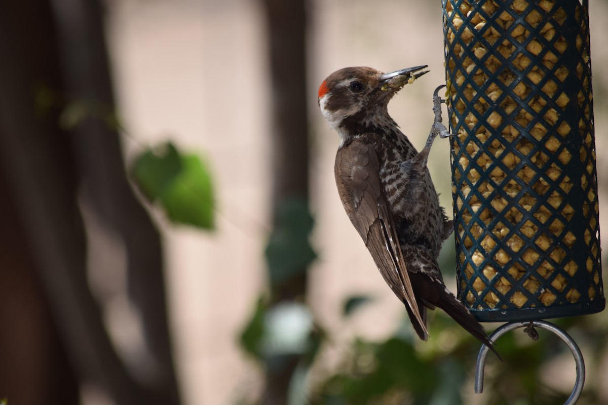 Arizona Woodpecker - ML637435230