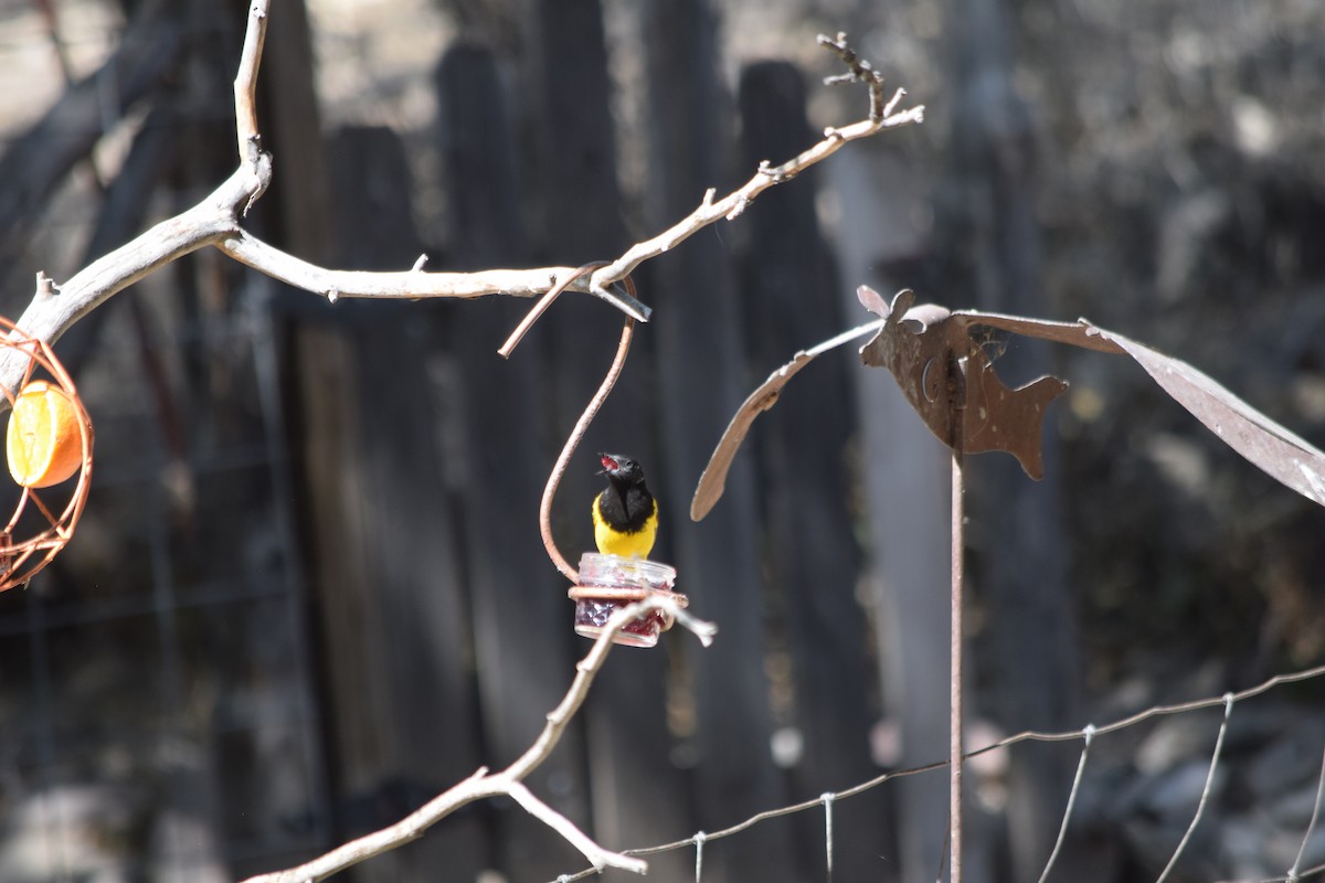 Scott's Oriole - ML637435235