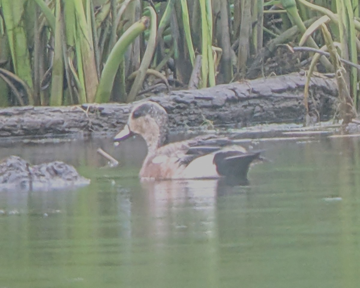 American Wigeon - ML637435244