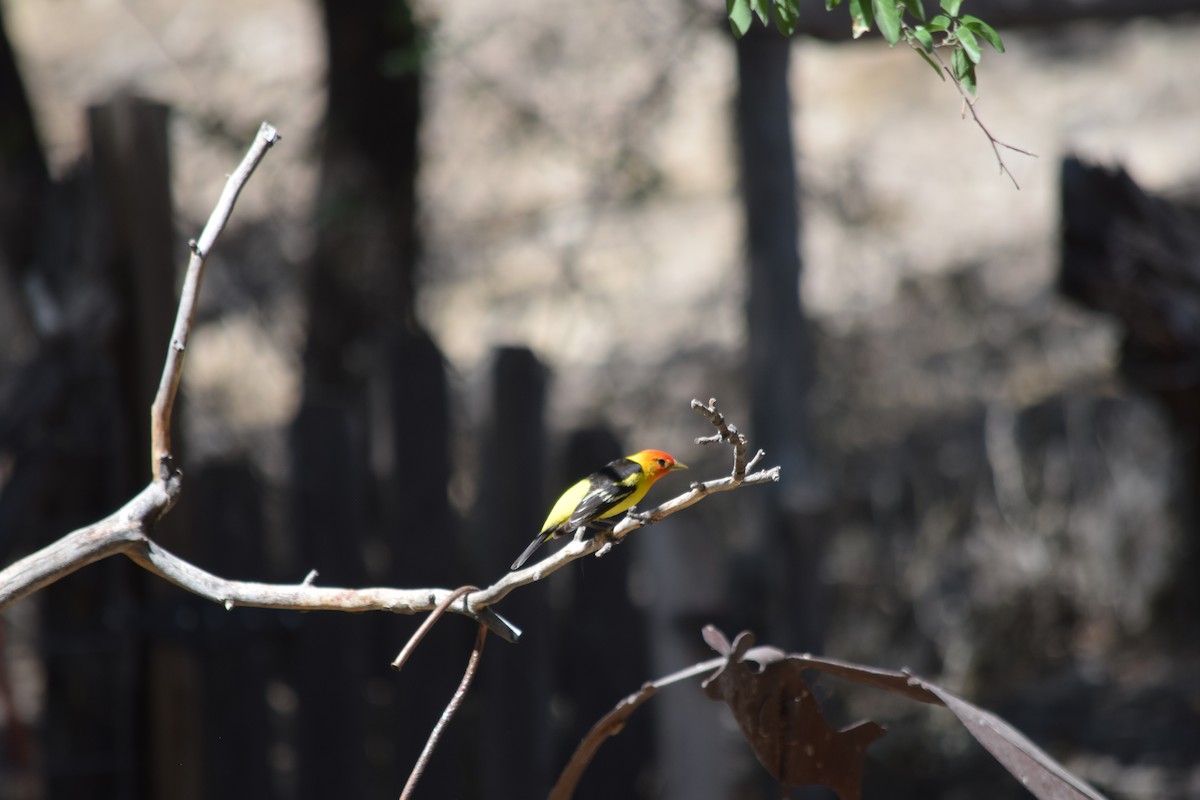 Western Tanager - ML637435245