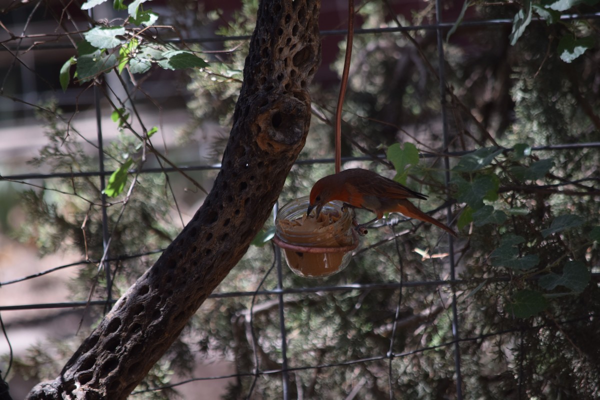 Hepatic Tanager - ML637435246