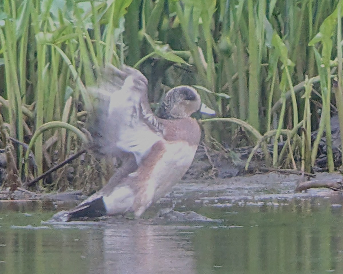 American Wigeon - ML637435247