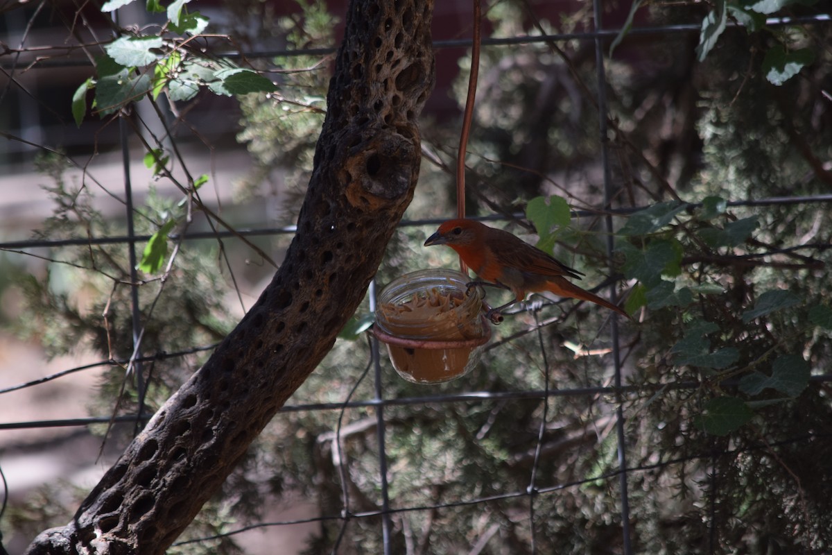 Hepatic Tanager - ML637435250