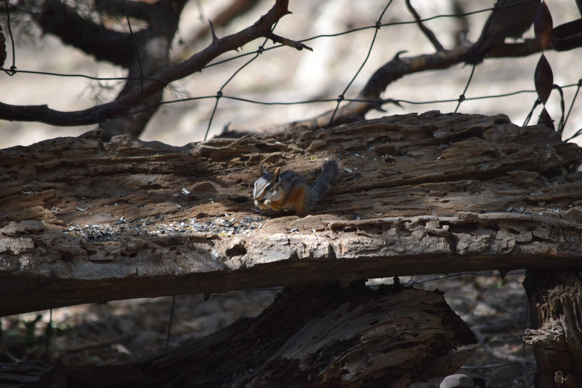 Mammals - ML637435252