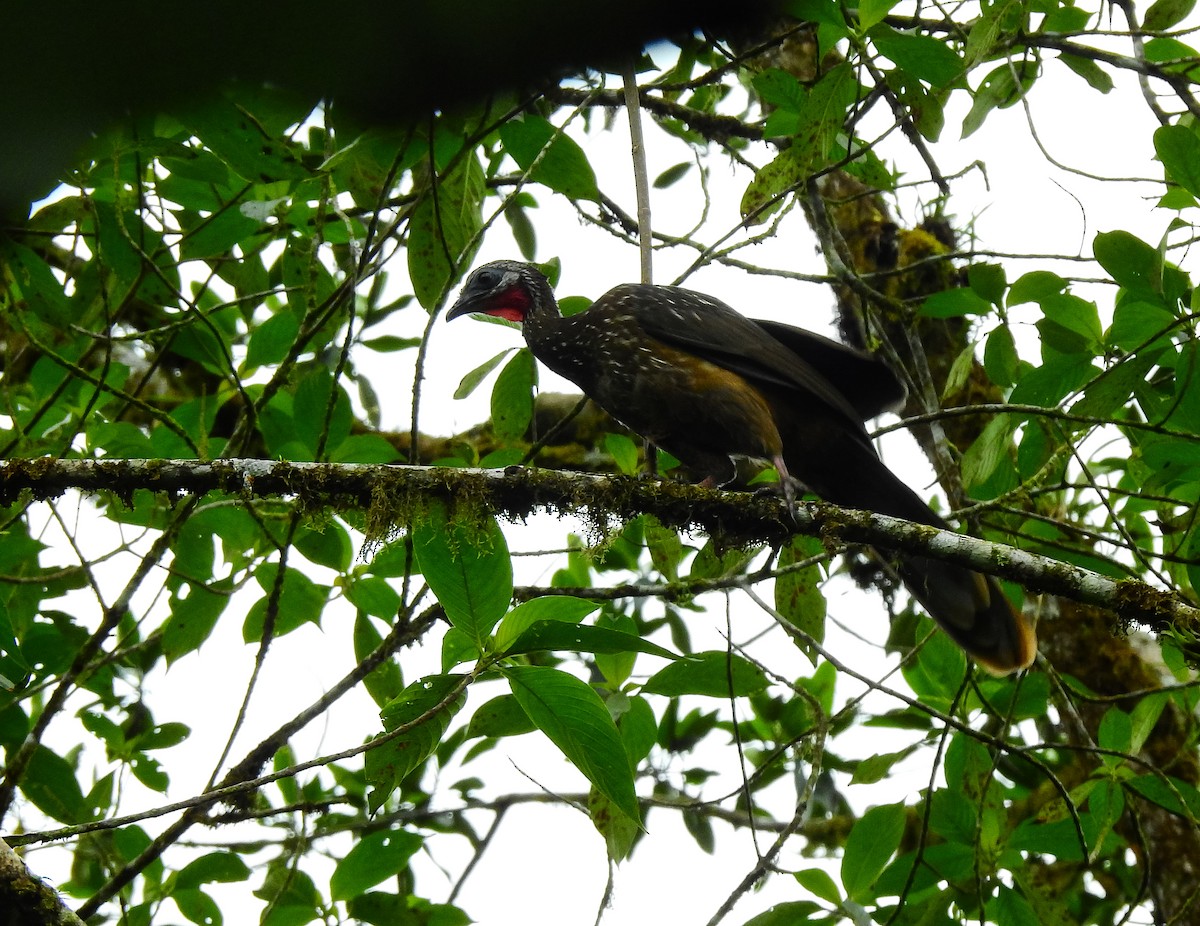 Band-tailed Guan - ML637435333