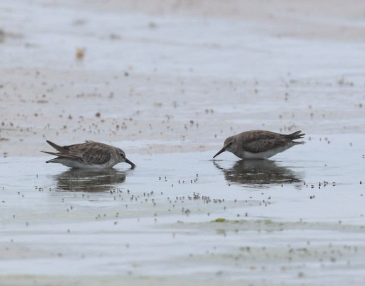 White-rumped Sandpiper - ML637435398