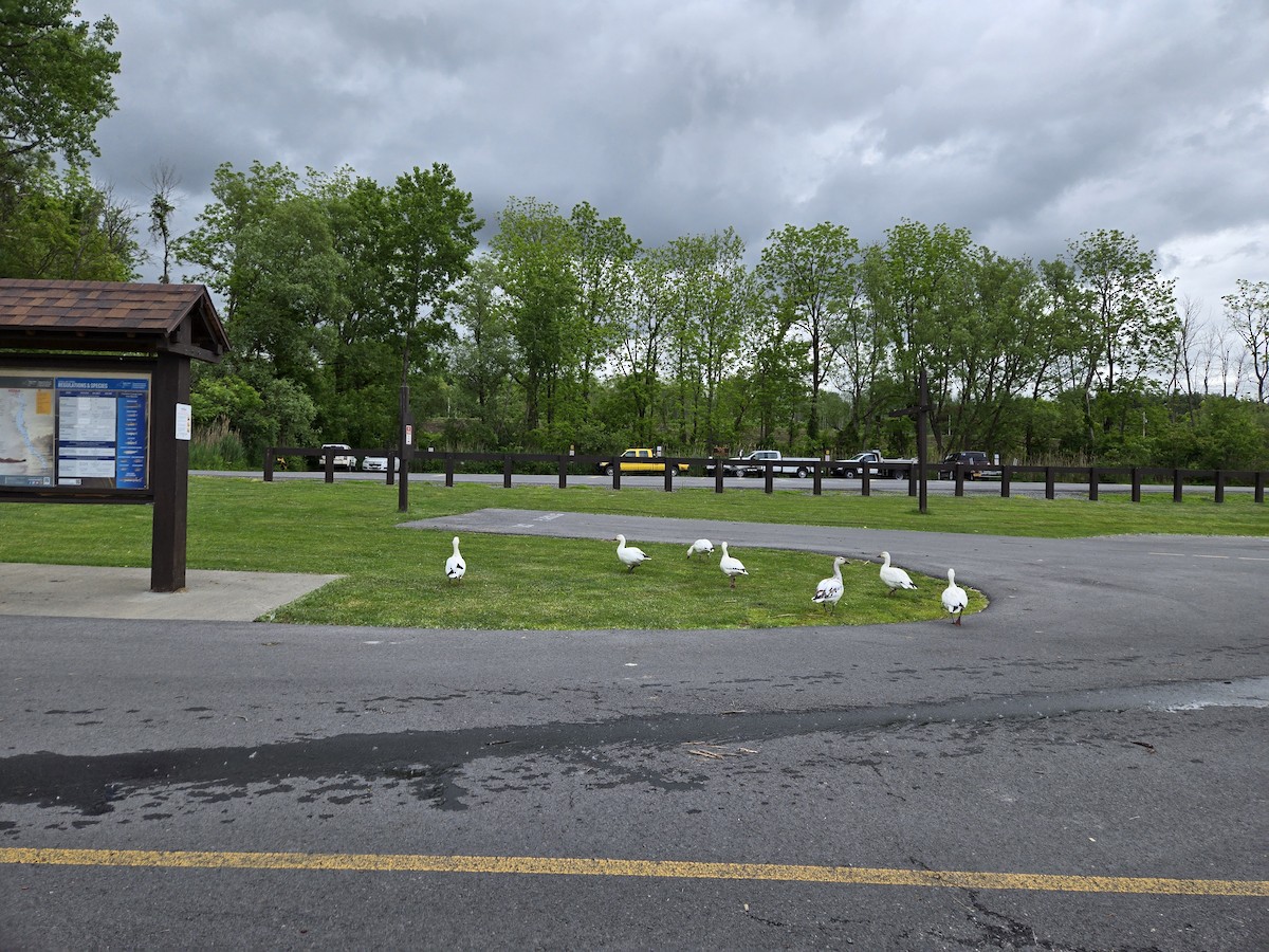 Snow Goose - ML637435455