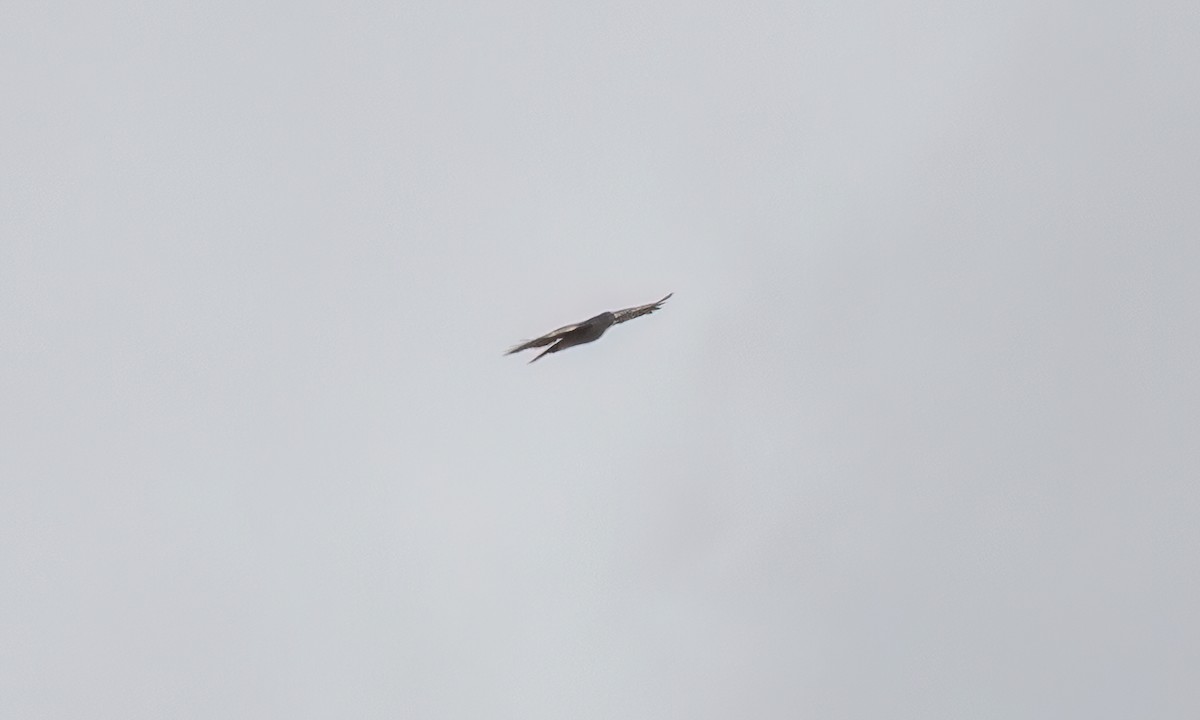 African Goshawk - ML637435459