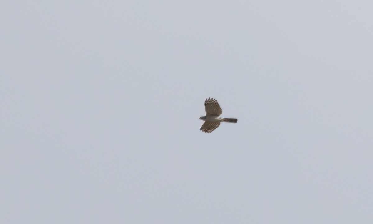 African Goshawk - ML637435460