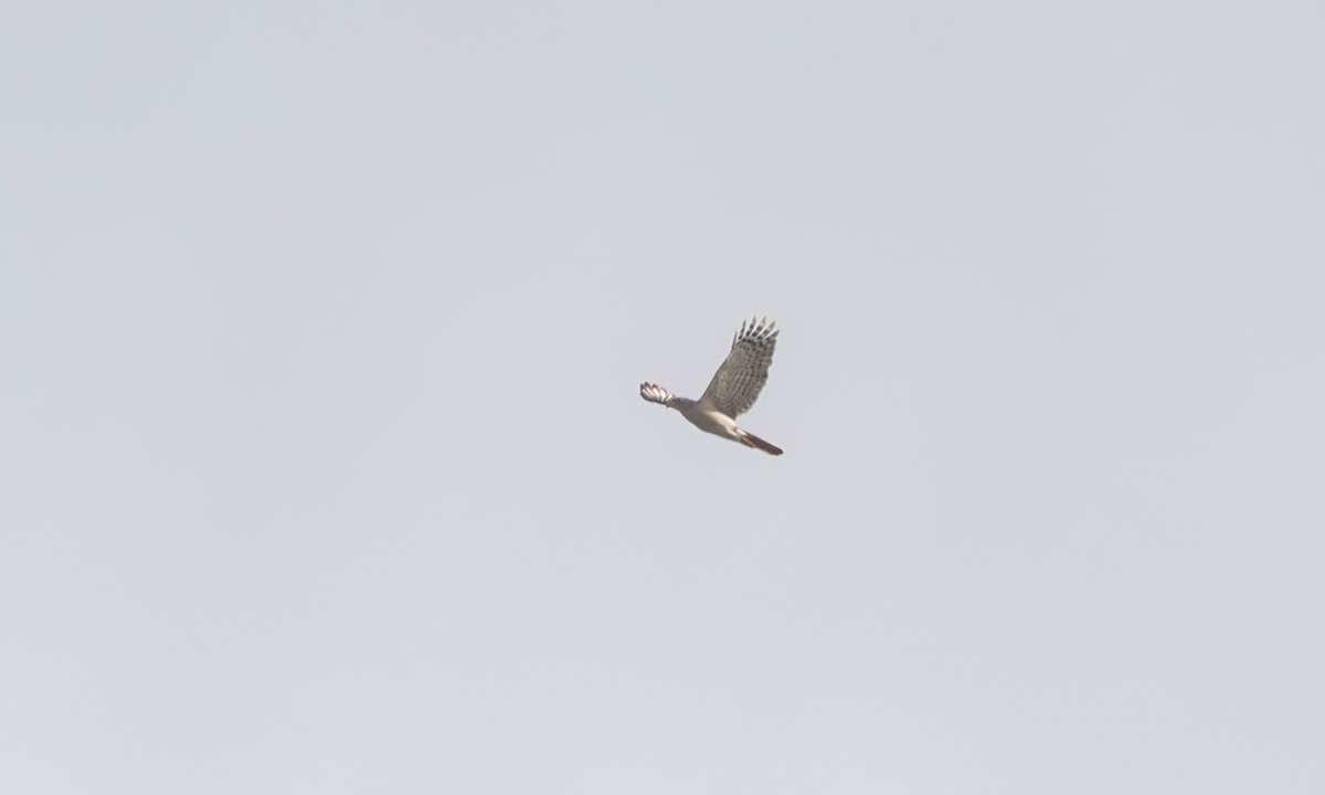 African Goshawk - ML637435462