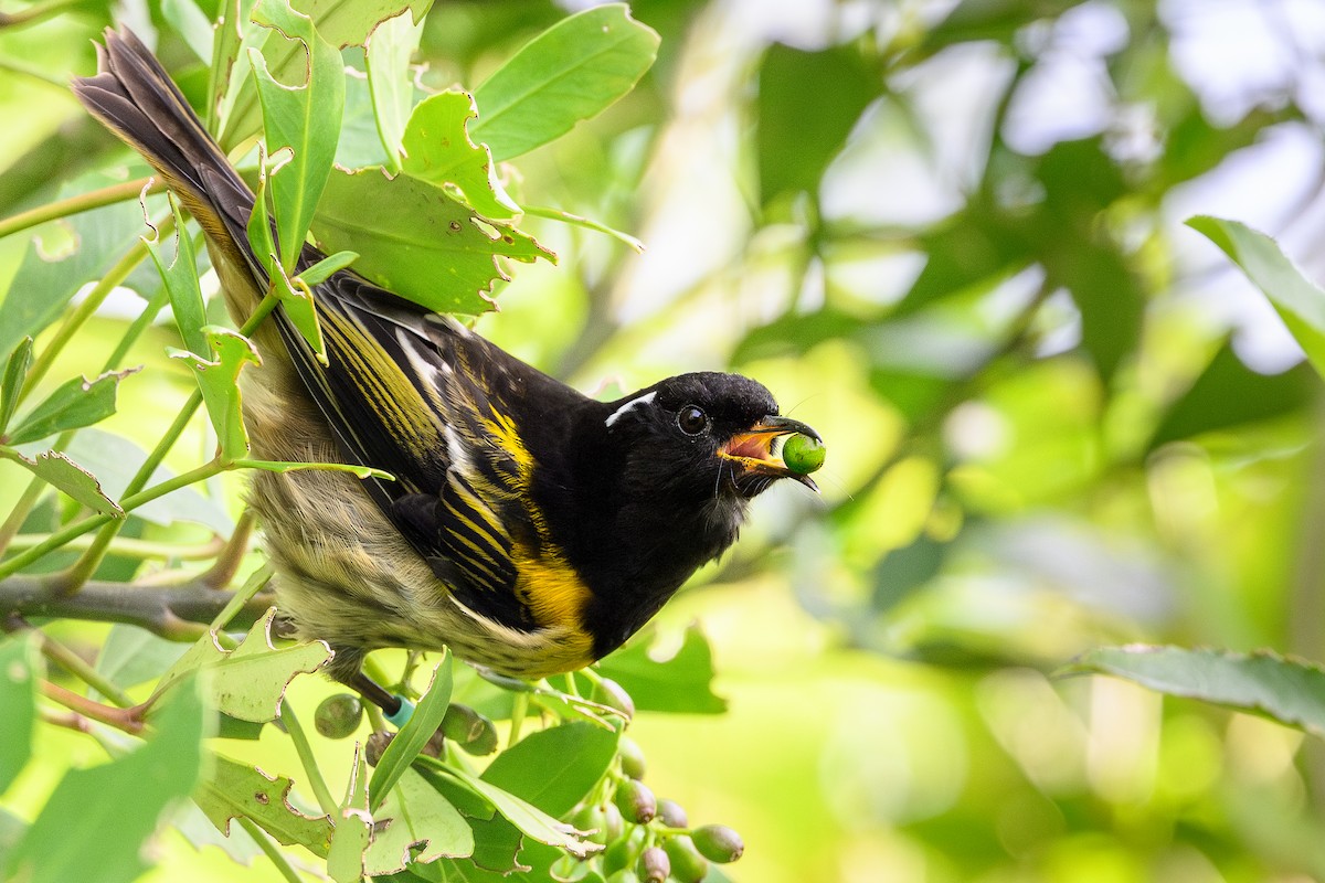 Hihi de Nouvelle-Zélande - ML637435533