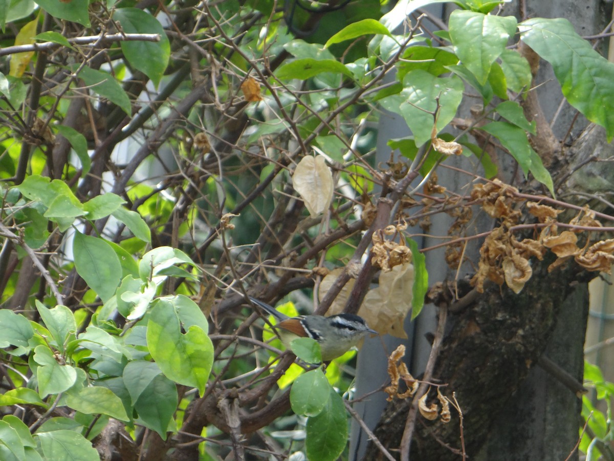 Rufous-margined Antwren - ML637435552