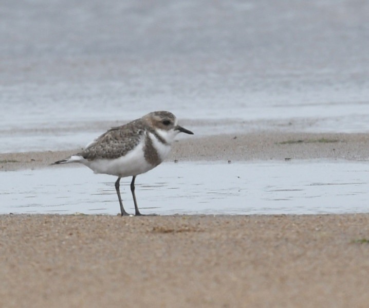 Two-banded Plover - ML637435580