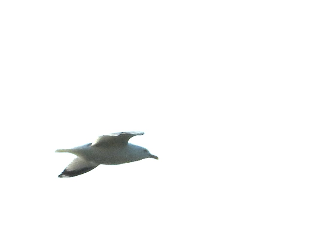 Ring-billed Gull - ML637435802