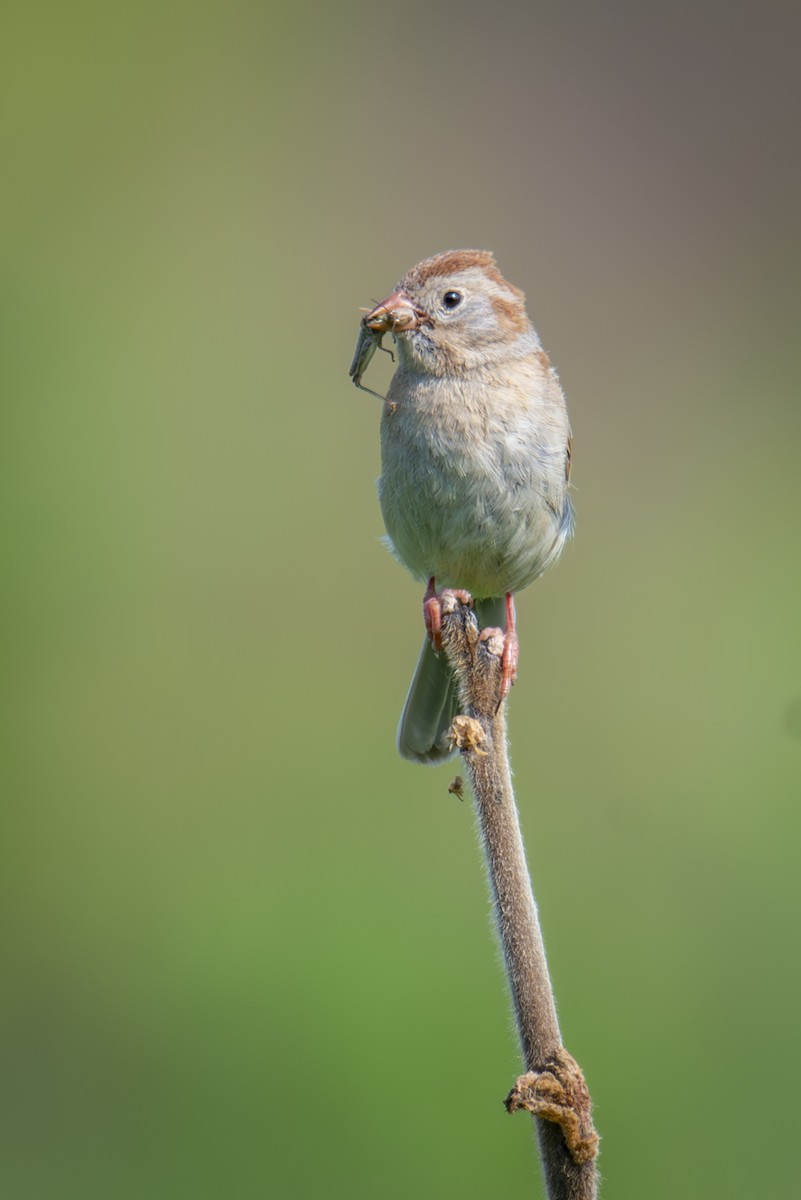 Field Sparrow - ML637435843