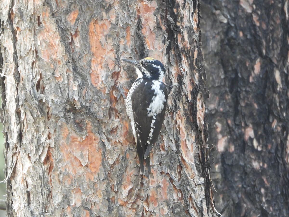 American Three-toed Woodpecker - ML637435855