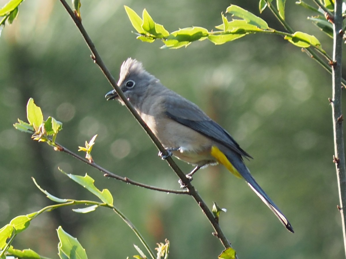 Gray Silky-flycatcher - ML637435858