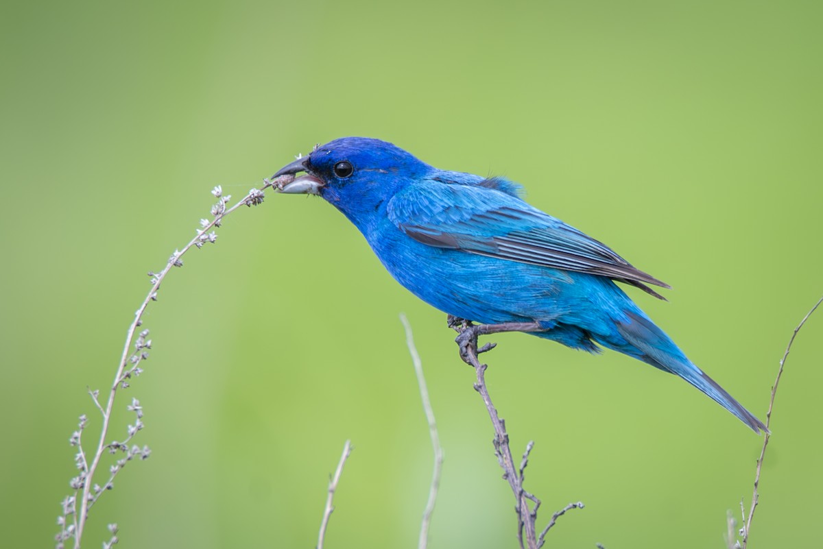 Indigo Bunting - ML637435859