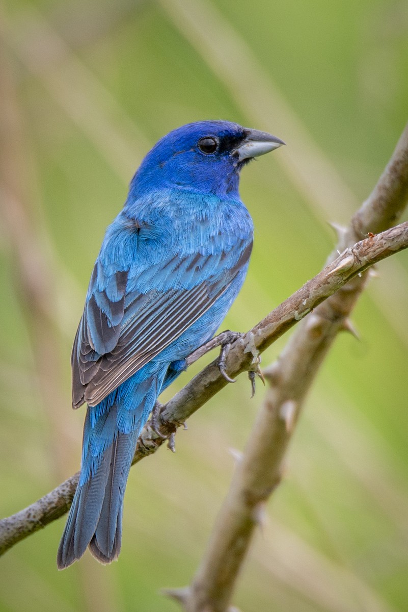Indigo Bunting - ML637435860