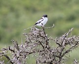 Northern Fiscal - ML637435878