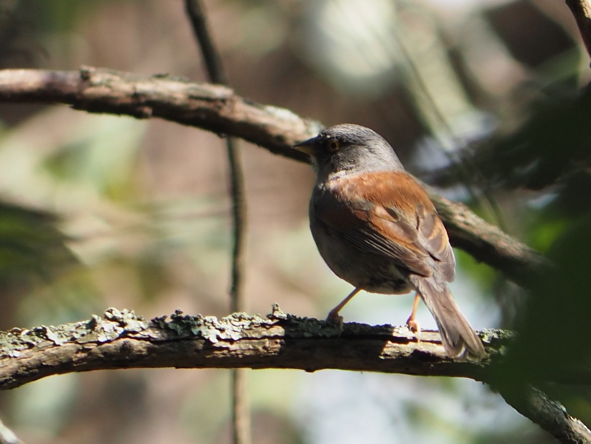 Yellow-eyed Junco - ML637435885