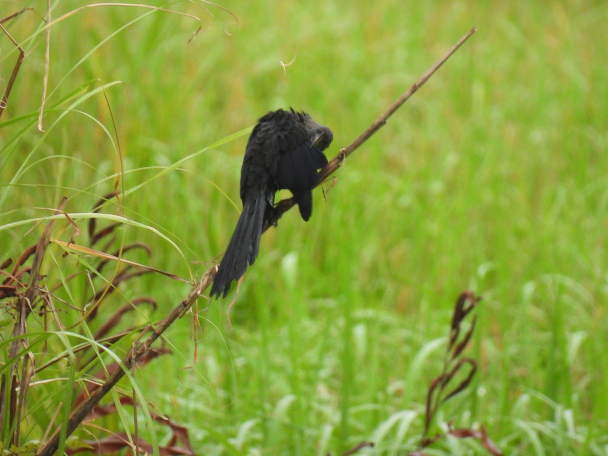 Smooth-billed Ani - ML637435903
