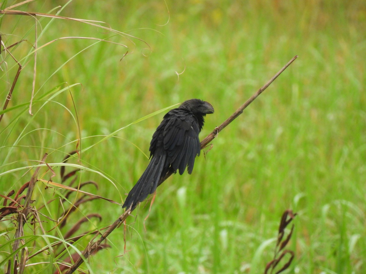 Smooth-billed Ani - ML637435906