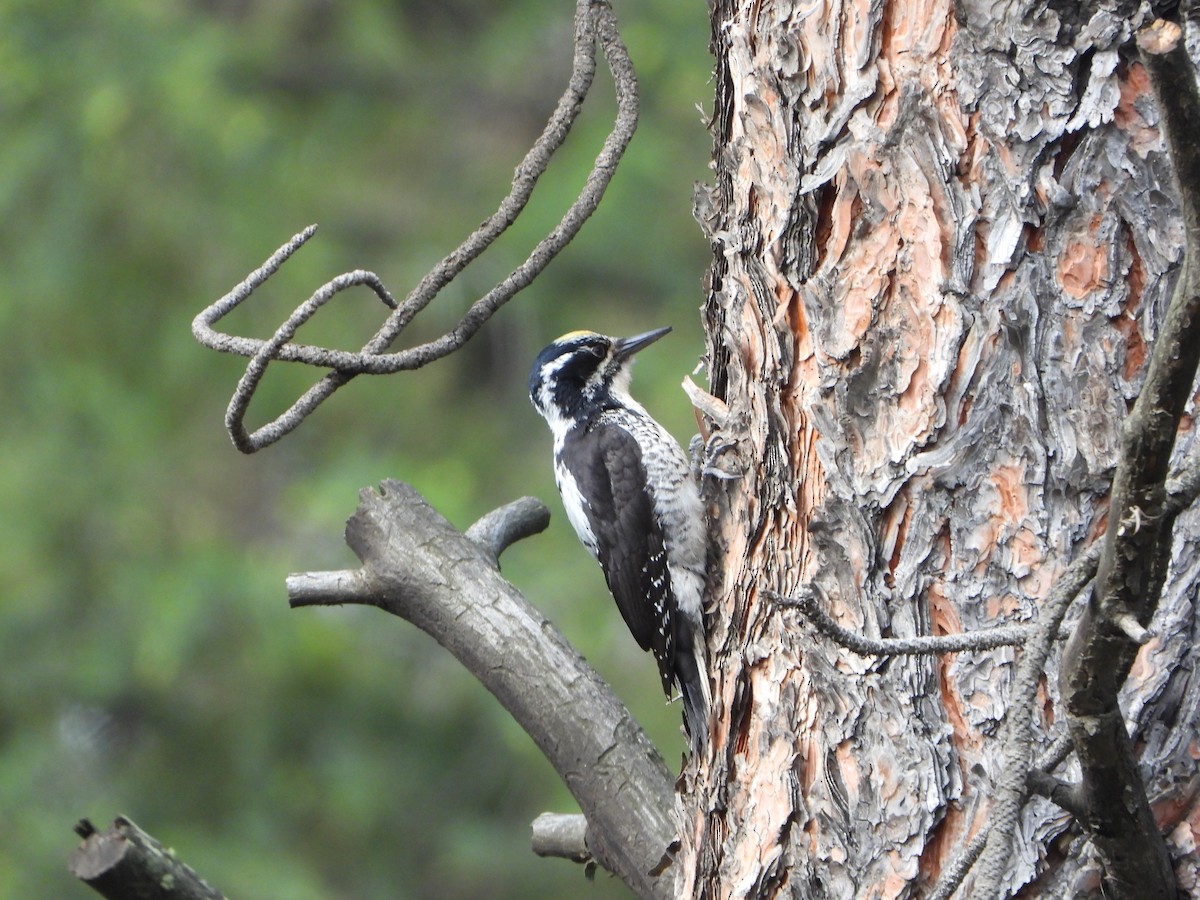 American Three-toed Woodpecker - ML637435920