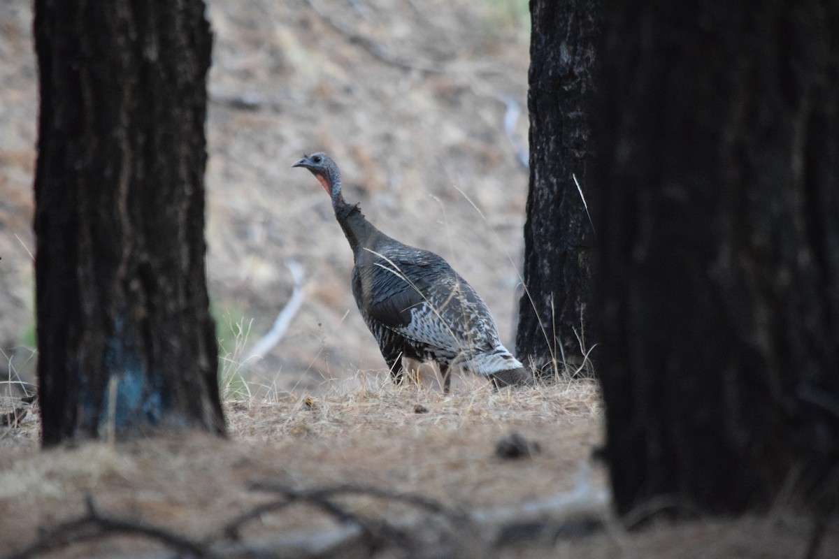 Wild Turkey - ML637435926