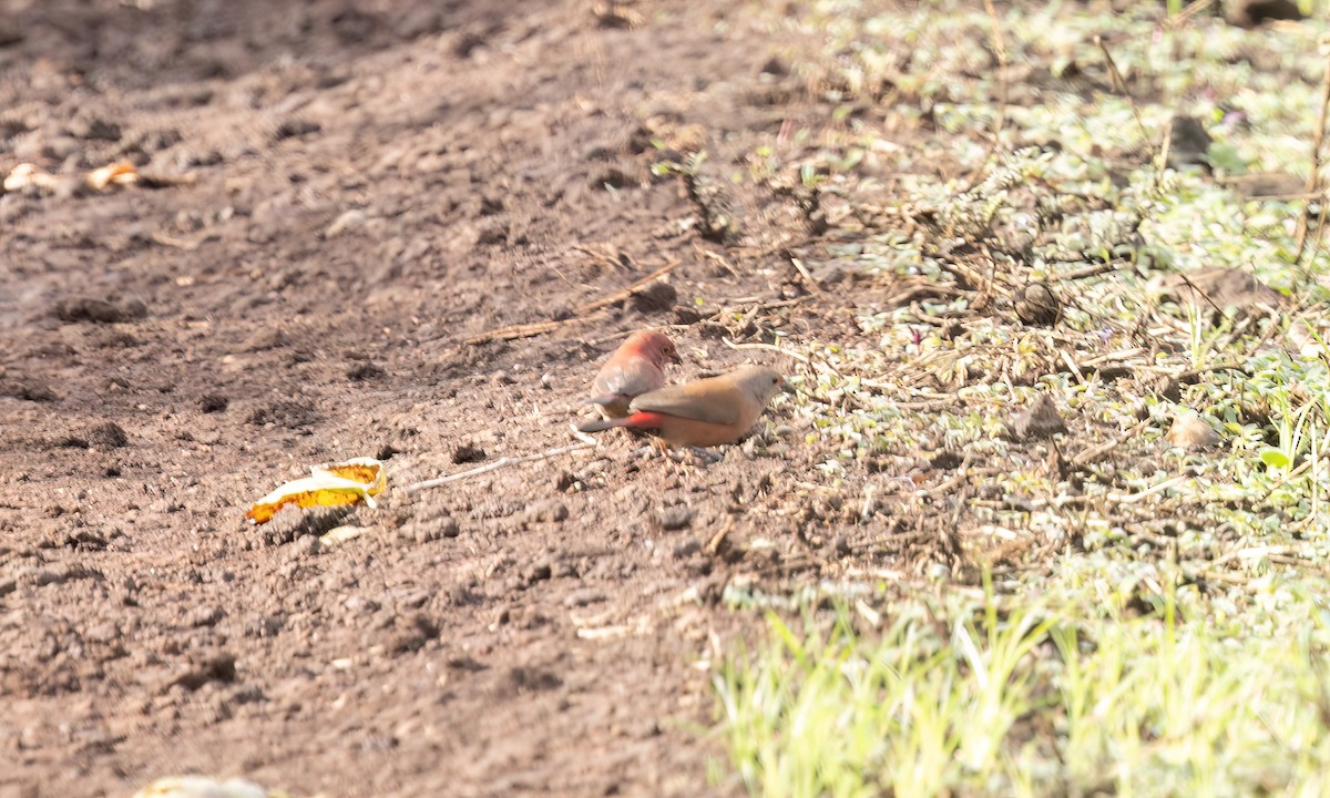 Jameson's Firefinch - ML637435995