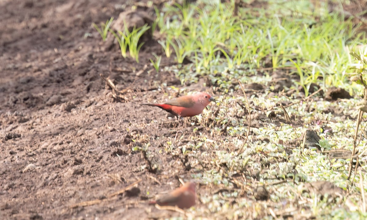 Jameson's Firefinch - ML637435997