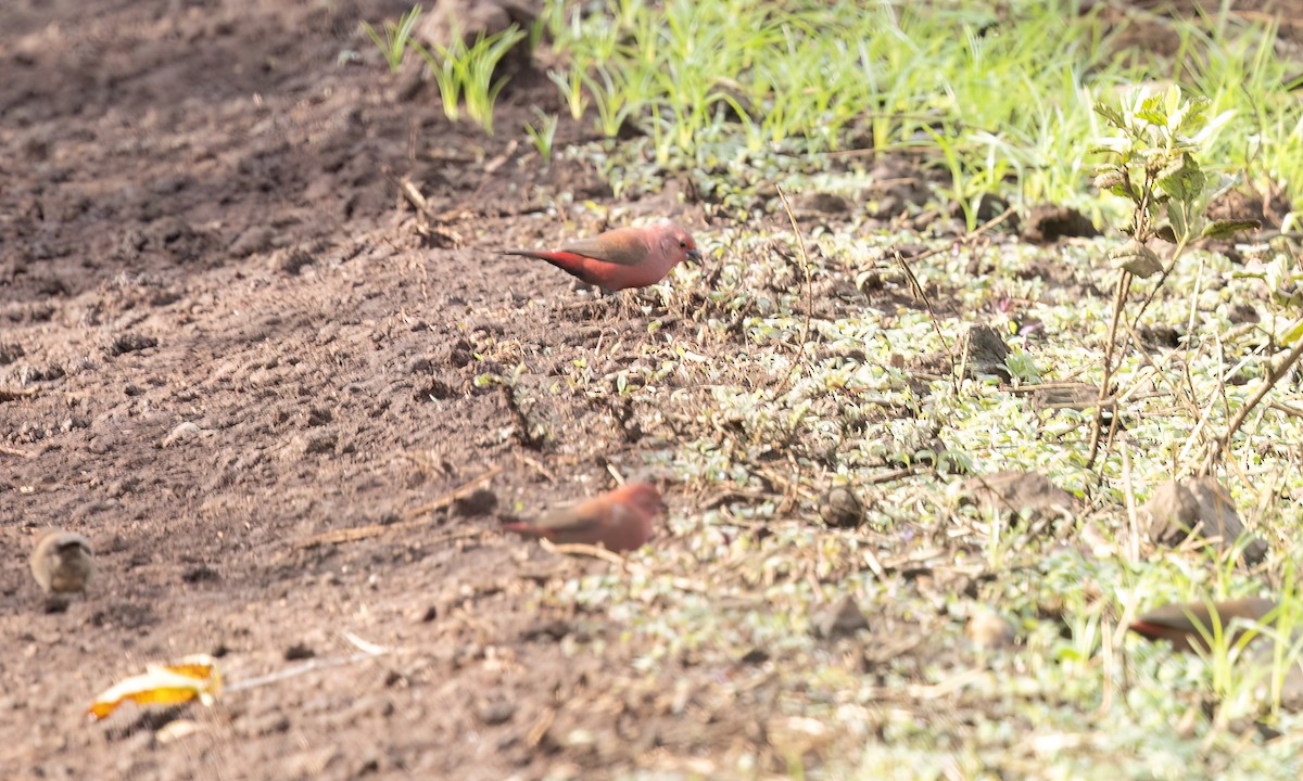 Jameson's Firefinch - ML637435998